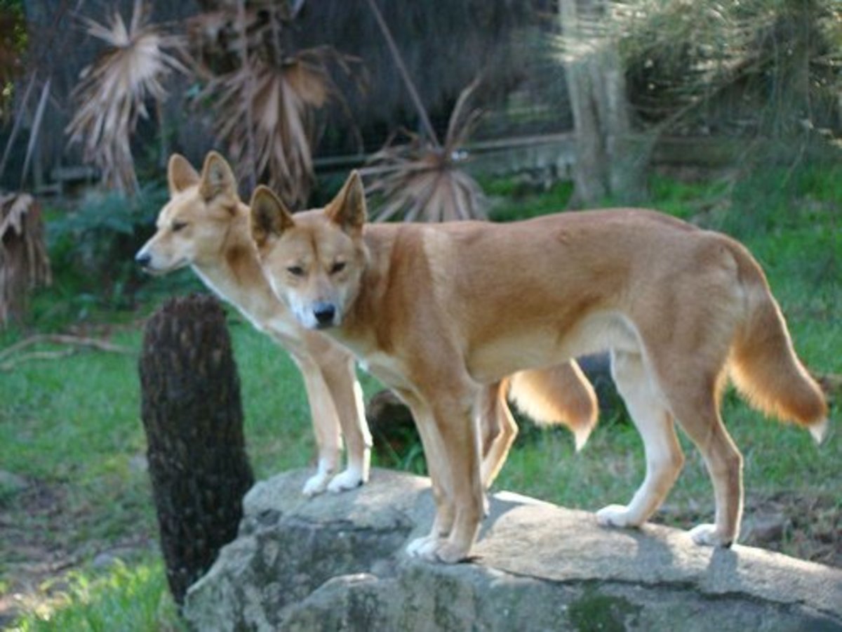 The American Dingo What Is A Carolina Dog Pethelpful By Fellow Animal Lovers And Experts