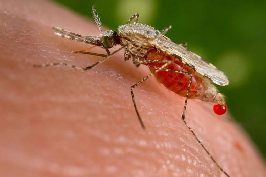 A female Anophelese mosquito feeding on human blood