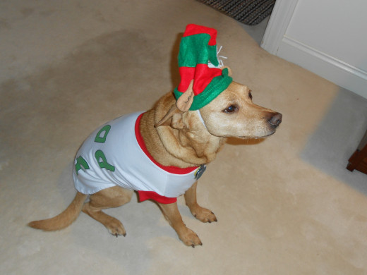 If you are suffering from The Christmas Crazies, here's a picture to make you laugh and give you some stress relief. It's my dog Reeses, who actually likes to dress up. Isn't she sweet?!!!