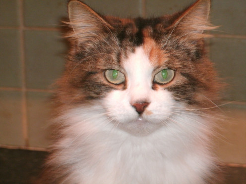 Queen Lily and her evil eyes.....