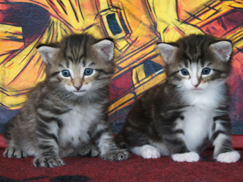 Kittens