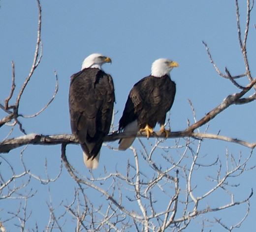 Bald Eagles(Female on Left)