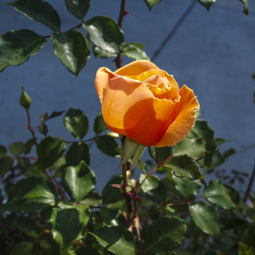 Brandy Rose