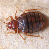 What does a bed bug look like?