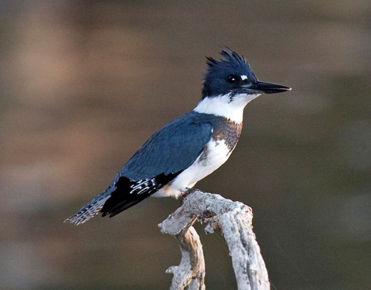 The belted kingfisher is an occasional visitor to my pond  