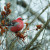 Male Pine Grosbeak feeding off branch in Manitoba, Canada. (Canada is part of Taiga range) Male Pine Grosbeak feeding off branch in Manitoba, Canada. (Canada is part of Taiga range)