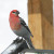Pine Grosbeak, male, perched on a sign in Jackson City., Colorado. (part of Interior West range) Pine Grosbeak, male, perched on a sign in Jackson City., Colorado. (part of Interior West range)