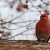 Pine Grosbeak, male, Pine Grosbeak, male,