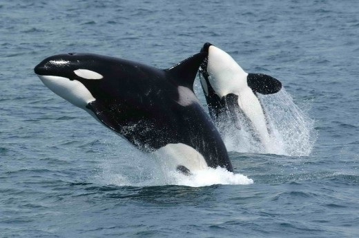 Killer whales having fun in Canadian Waters