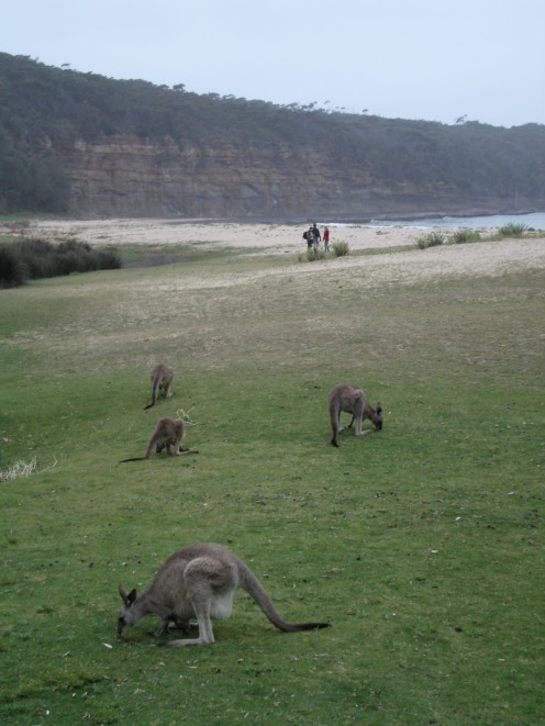 Roos at Pebbly Beach - about as close as you can get to  kangaroo while wearing a swimsuit.