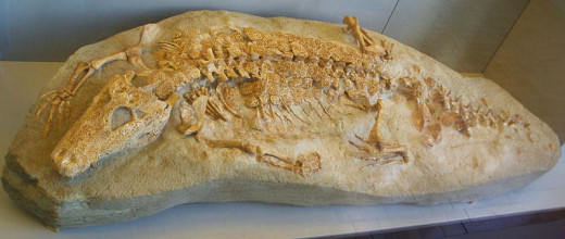A specimen of Allognathosuchus, thought to be the species to which the fossil remnants found by Dawson and West belong.  (Specimen is at the Paleontology Museum of Zurich.)  Photo courtesy  "Ghedoghedo" and Wikimedia Commons.