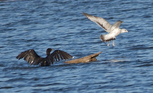 Double-crested Cormorant(Left) and Ring-billed Gull(Right)