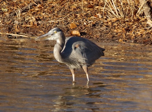 Great Blue Heron with his Catch