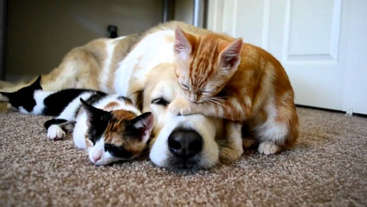 Murken the dog tolerates kittens climbing on him
