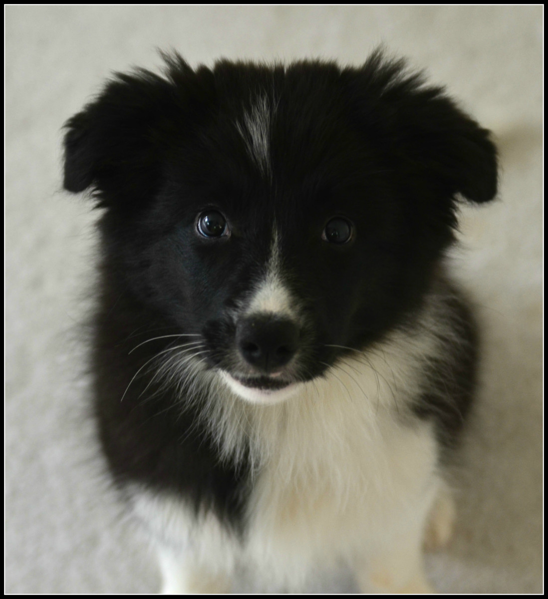 Pictures of Puppies 45 Free Cute Border Collie Puppy