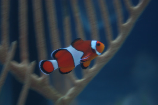 While many children may love Nemo, saltwater fish require a lot of care.