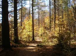 Wiessner woods