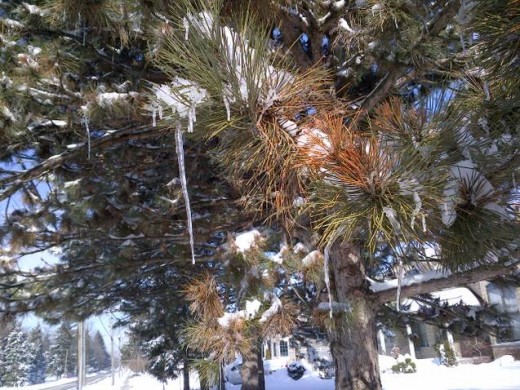 Icicles on a tree.