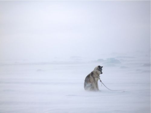 A husky waits out a storm.