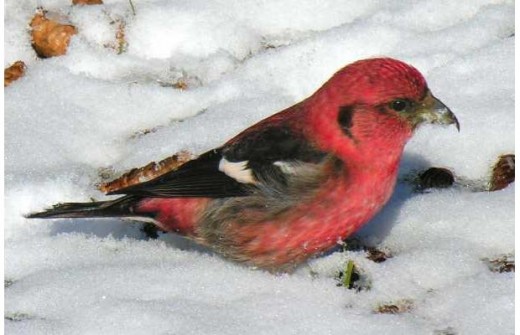 Male crossbill