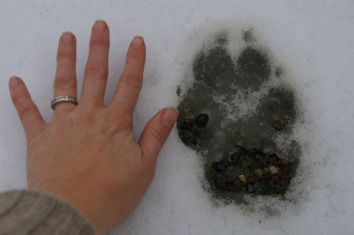 Gray wolf tracks compared with human hand.