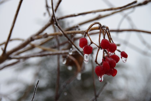 Icicles forming under the frozen berries.