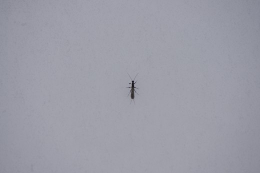 This and other insects of its species were out crawling on snow in February. 