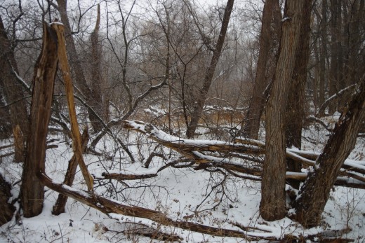 Winter forest reveals the desolation on the floor and there could be broken tree stumps that look like super-natural presence.