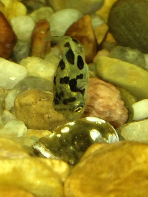 Puffers are naturally curious 