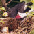 Rose-breasted Grosbeak (Pheucticus ludovicianus) feeding young in nest Rose-breasted Grosbeak (Pheucticus ludovicianus) feeding young in nest
