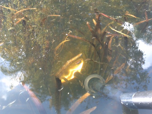 A clear, productive lake with much vegetation.