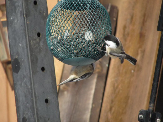 Black-Capped Chickadees, among others, enjoy the metal mesh bird seed feeders.