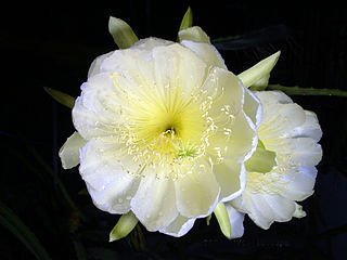 Flower of Yellow Pitaya Flower of Yellow Pitaya