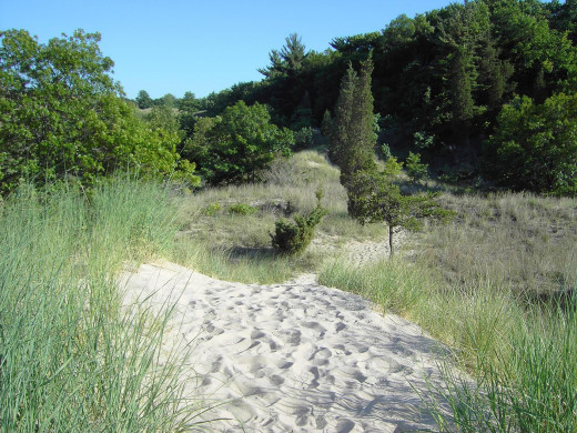 Vegetation at Indiana Dunes State Park