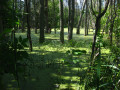 Photographing a Swamp