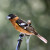 Black-headed Grosbeak (Pheucticus melanocephalus ). Black-headed Grosbeak (Pheucticus melanocephalus ).