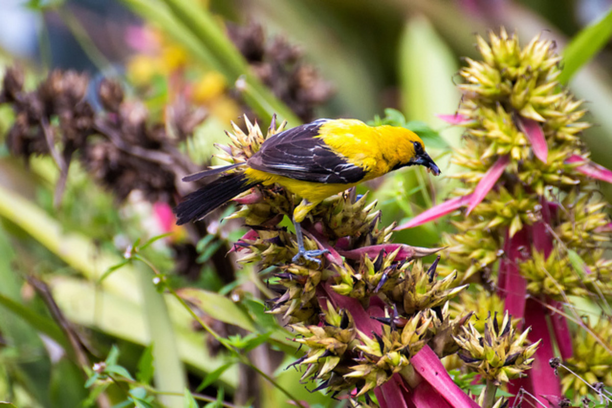 Yellow Oriole, a common resident of desert scrub and woodland on Margarita