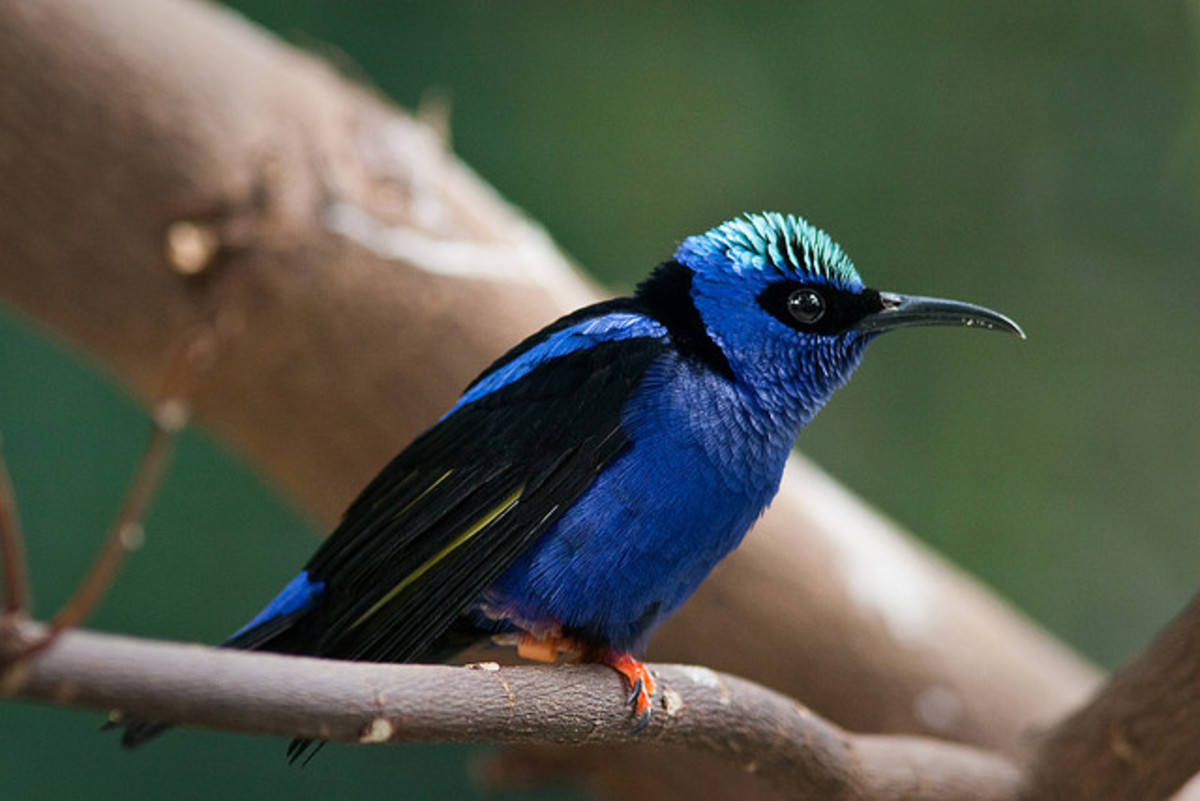 Red-legged Honeycreeper can be found along the trail to the summit in Cerro el Copey National Park