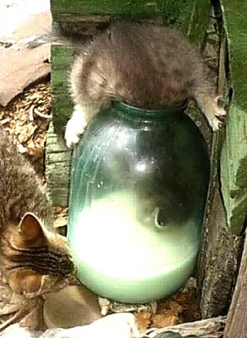 Kitten in the Milk Jar