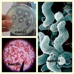 Facts about Bacteria: Its Types and Characteristics