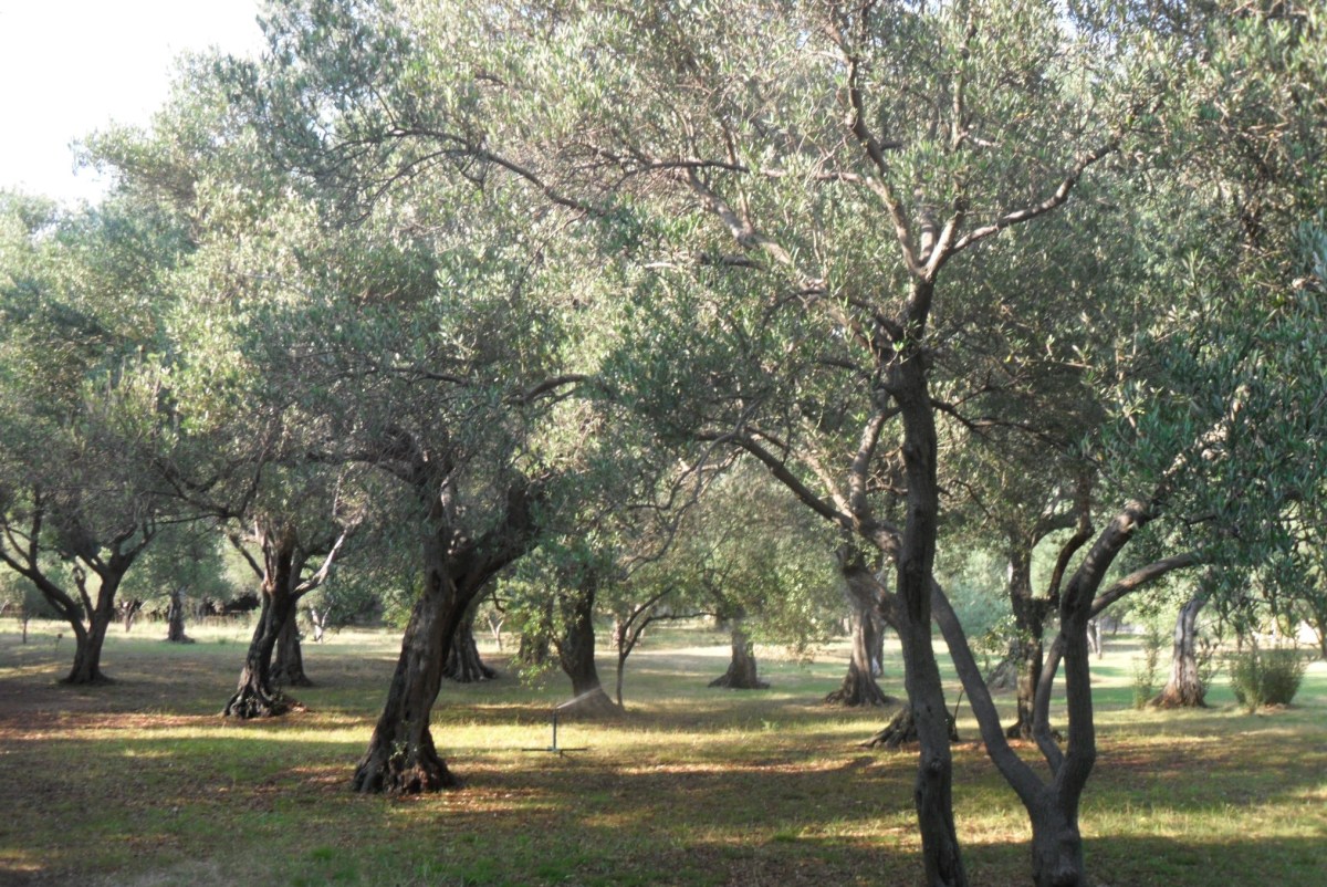 The shaded Olive Grove on Lokrum Island