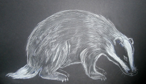 This is the completed Conte pastel badger- and is a great starter animal to try to capture in this medium.