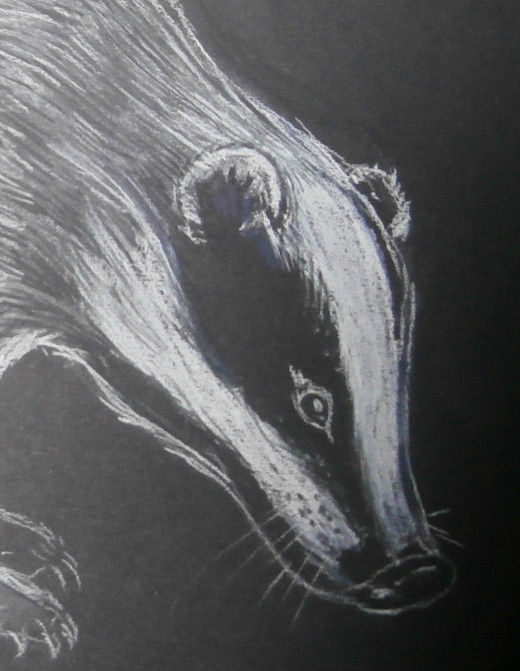 The European badger has a stunning face, with defined stripes and a curvy snout. The eyes are small in comparison to the rest of the face, and are closer to the nose than they are the ears.