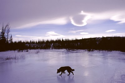 A dog on the frozen pond.