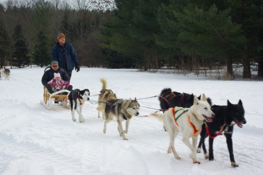 Believe it or not, a dogsled can also be a good way to observe wildlife, especially if being run in the wilderness.