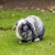 Make sure you monitor your bunny rabbit when they are running around outside in the garden. Make sure you monitor your bunny rabbit when they are running around outside in the garden.