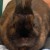 Be careful when handling bunny rabbits, they are fragile. Be careful when handling bunny rabbits, they are fragile.