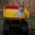 Bunny rabbits like to explore and don't think they will ever get hurt. So you need to watch them. Bunny rabbits like to explore and don't think they will ever get hurt. So you need to watch them.