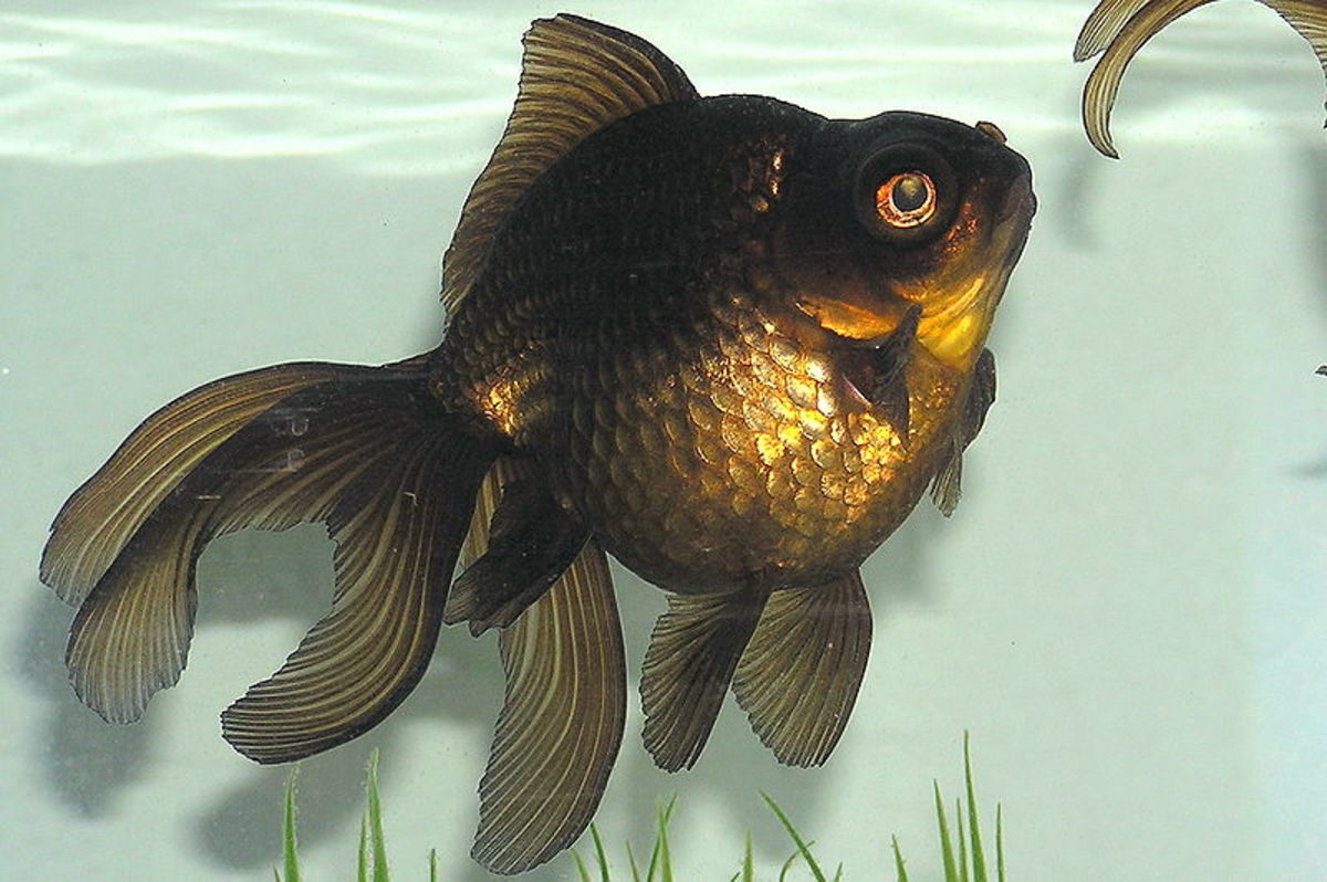 Goldfish grow much larger than many people realize and are not a good option for small tanks or bowls.