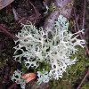 Lichens and People - Uses, Benefits and Potential Dangers